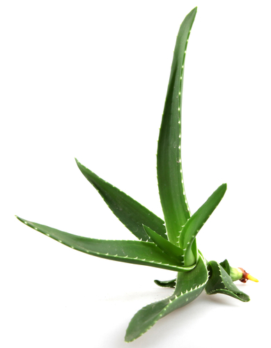 Aloe vera for acne