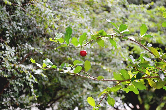 Cherry Cherry